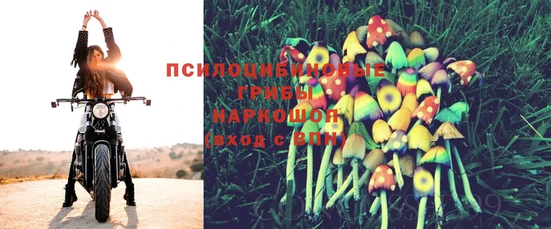 Псилоцибиновые грибы Psilocybe  где купить наркотик  Салават 